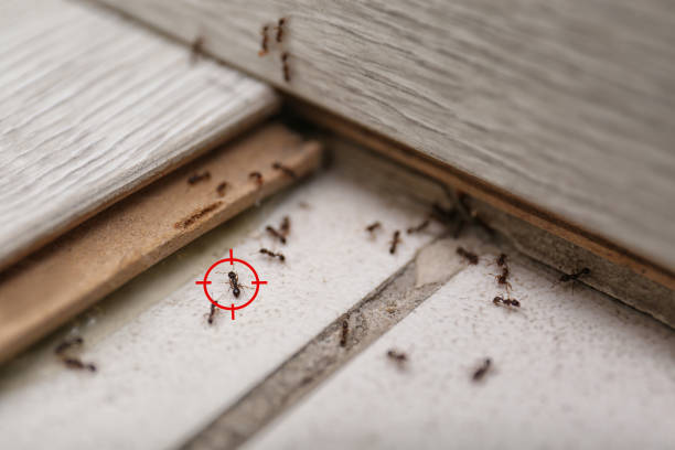 Best Best Pest Control Companies  in Osage, IA