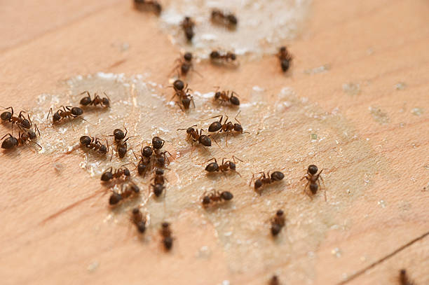  Osage, IA Pest Control Pros