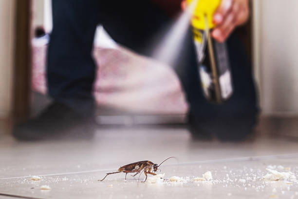 Best Cockroach Control Services  in Osage, IA